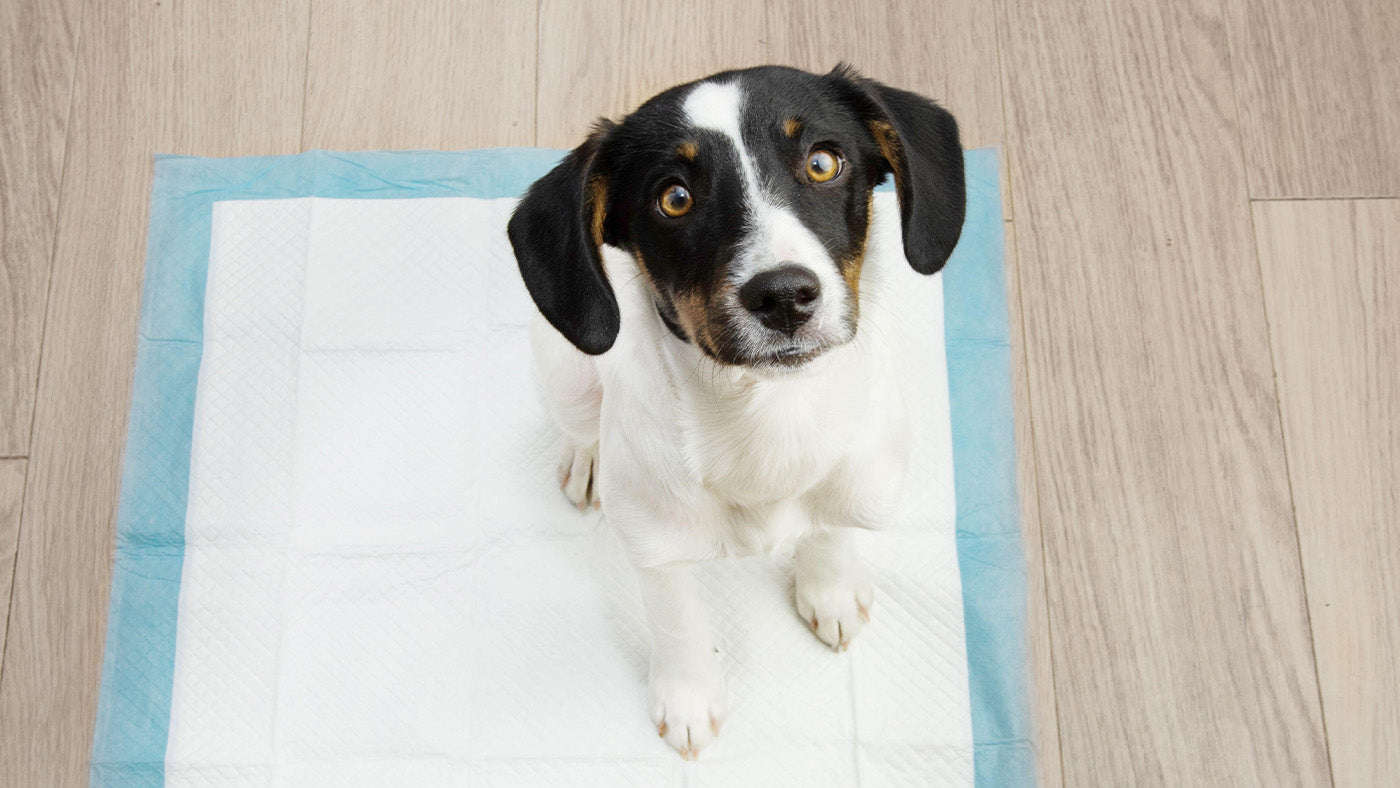 How Long Can Dogs Hold Their Pee?