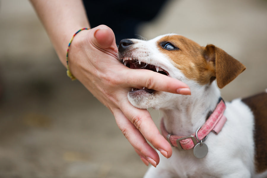 When Do Puppies Stop Biting?