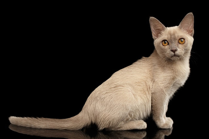 The Cost of Cat Parenthood in 2024