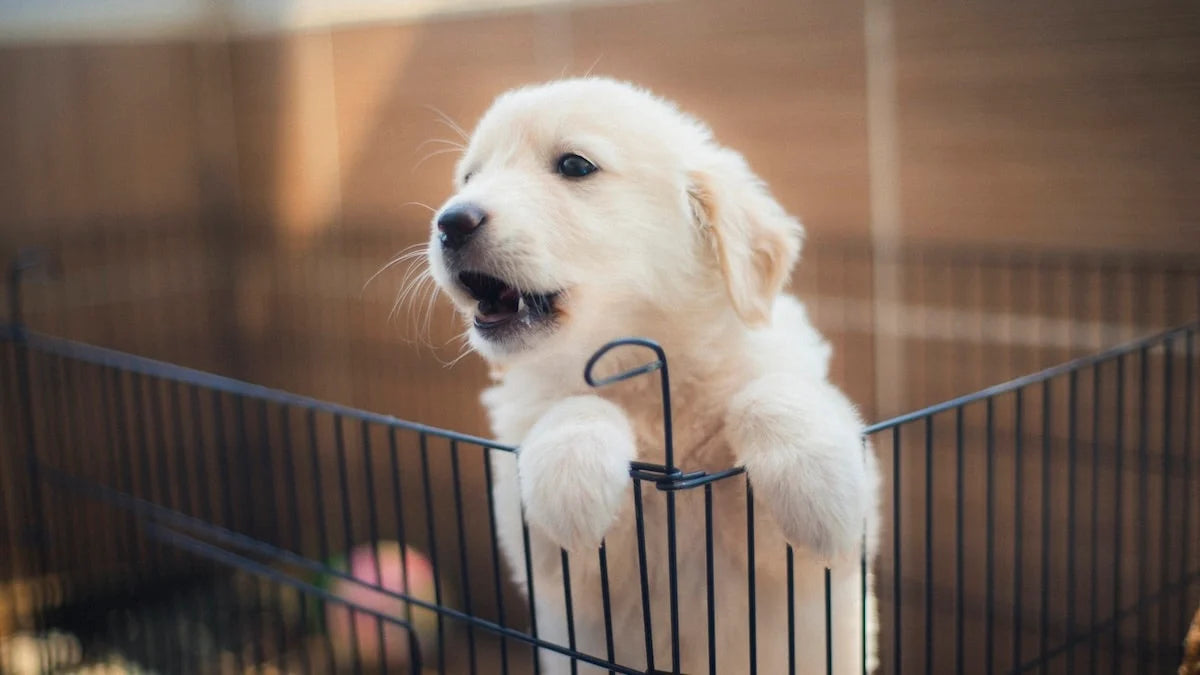 Puppy Barking: How To Train a Noisy Puppy To Quiet Down