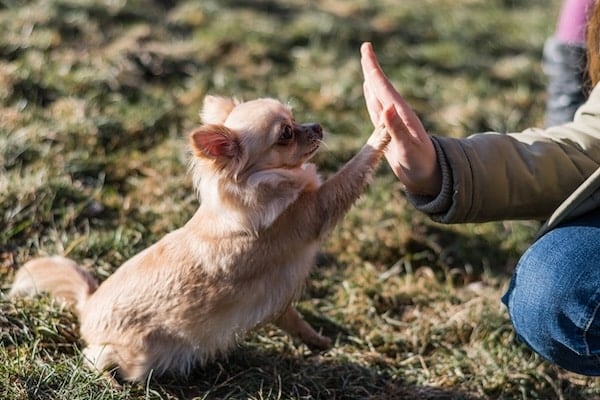Can You Change a Dog’s Name? Professional Trainers Weigh In